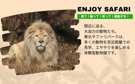 東北サファリパーク入園チケット大人2名（ 入園チケット＋草食動物のエサ） 動物 動物園チケット どうぶつえん 体験 チケット 券 入園券 エサやり おすすめ お中元 お歳暮 ギフト 送料無料 二本松市