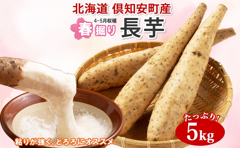 先行予約【 2027年出荷 】  北海道 倶知安町産 長芋 2L×約6本 計5kg 春堀り 芋 ながいも とろろ 新鮮 フレッシュ 野菜 農作物 産直 山芋 麦とろ 山かけ おつまみ グリーンアースファーム 送料無料 新鮮野菜 