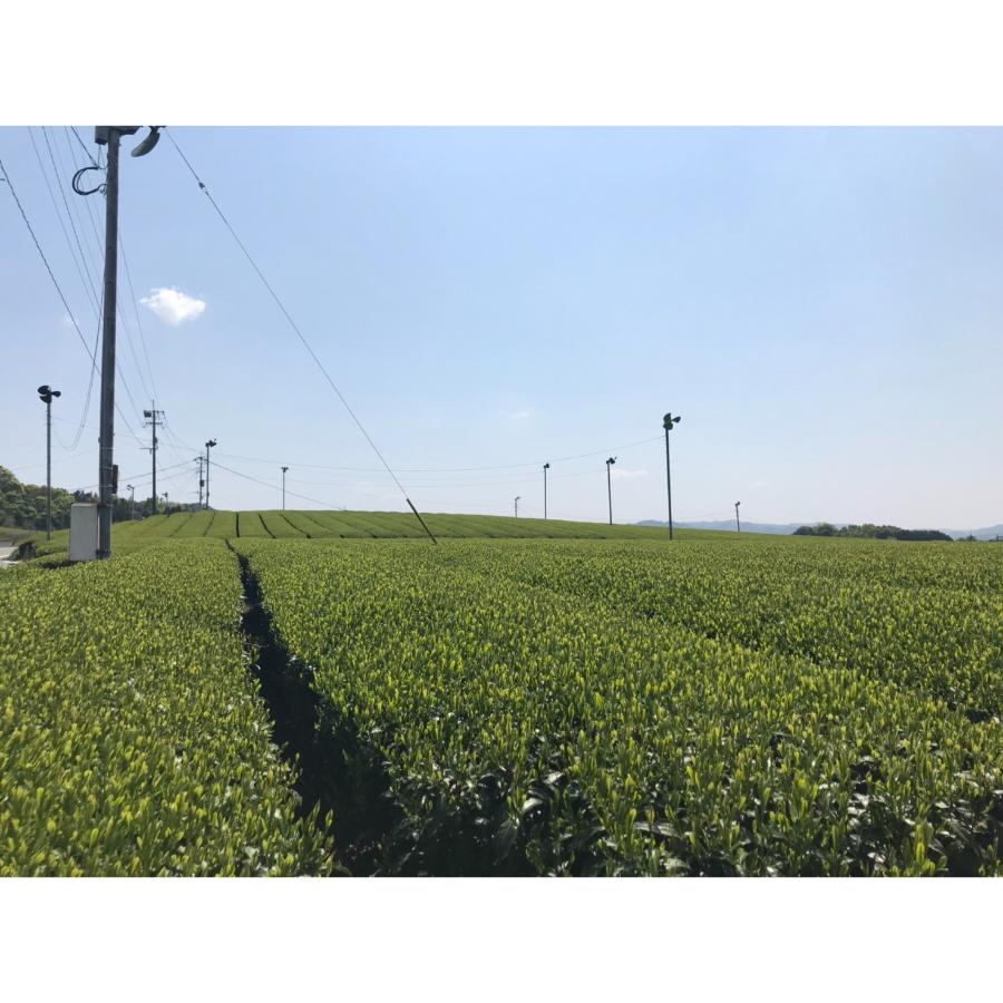 ＜八女伝統本玉露推進協議会＞ボトリングティー八女伝統本玉露500ml