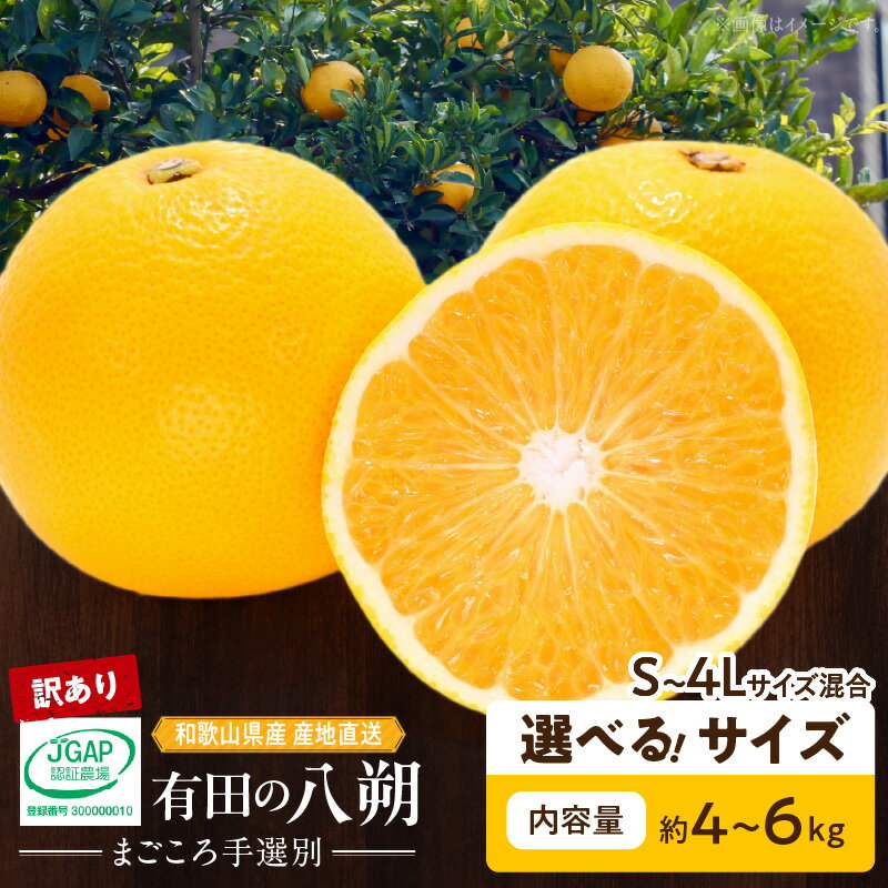 【先行予約】和歌山県産 有田の 八朔 (はっさく) 【訳あり 家庭用】 6kg(S〜4Lサイズ混合)【まごころ手選別】【はっさく ハッサク 八朔 和歌山産】
