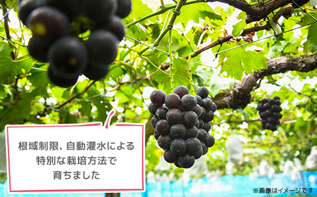 【訳あり】種なしぶどう　青森県産　藤稔2房(1.0kg～1.2kg)【配送不可地域：離島】【1613278】