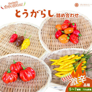 【十色とうがらしファーム】とうがらし＜激辛＞品種詰合せ【11100-0806】