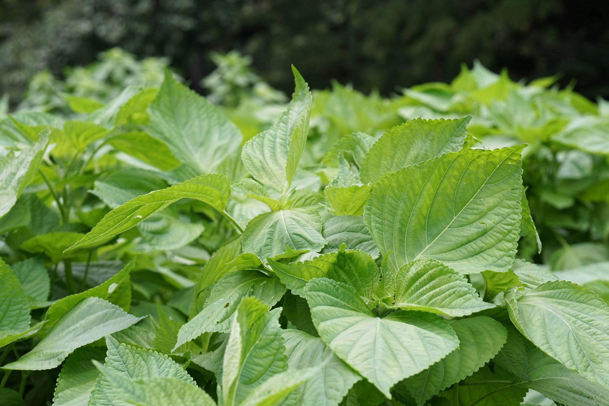 エゴマは、胡麻ではなくシソ科の植物です。エゴマの実を絞ることでエゴマ油は作られます。