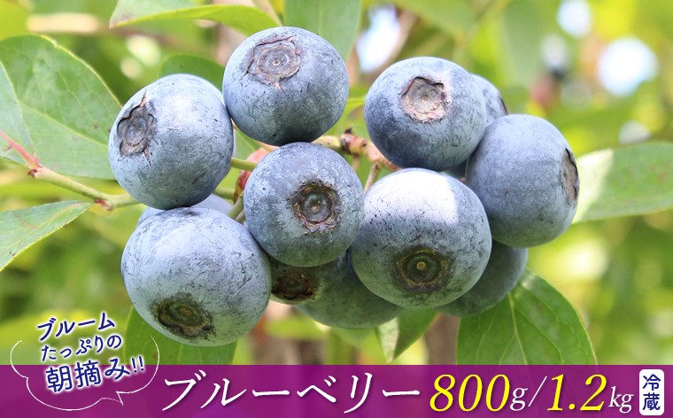 
                  【ブルームたっぷり】朝摘みブルーベリー 800g 1.2kg 選べる 冷蔵　ブルーベリー ベリー 果物 フルーツ 冷蔵 旬 期間限定 季節限定 数量限定 完熟 朝摘み とれたて 新鮮 直送 ブルーム ラビットアイ 大玉 甘い 有機肥料 ヨーグルト アイス シャーベット おすすめ 房総 千葉県 富津市 モリタ農園
                