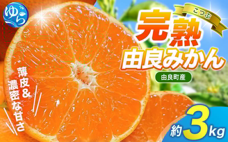 
            【先行予約】薄皮で濃い甘さ！完熟由良みかん【こつぶ】3kg×1箱（2Sサイズ）和歌山県由良産※2025年11月下旬頃から順次発送予定(お届け日指定不可) / 柑橘 ミカン 蜜柑 甘い 由良町 フルーツ 果物 くだもの 食品 人気 おすすめ 産地直送 由良町【ktym004】
          
