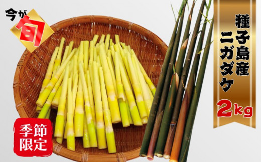 【 先行予約 】 種子島 産 ニガダケ 2kg　NFN029【375pt】 筍 美味しい タケノコ 春 特産品 特産 甘い 味噌汁 佃煮 アスパラガス感覚 旬の味 風味 煮物 旬の食材 たけのこ