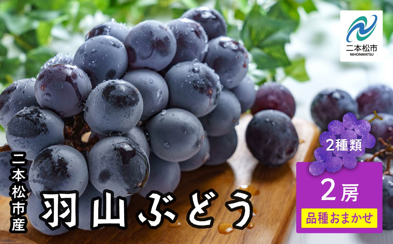 
            《2025年9月初旬以降発送》羽山のぶどうおまかせ 2房（1.4kg） ブドウ ぶどう 葡萄 フルーツ 果物 人気 ランキング おすすめ ギフト 故郷 ふるさと 納税 福島 ふくしま 二本松市 送料無料【羽山果樹組合】
          
