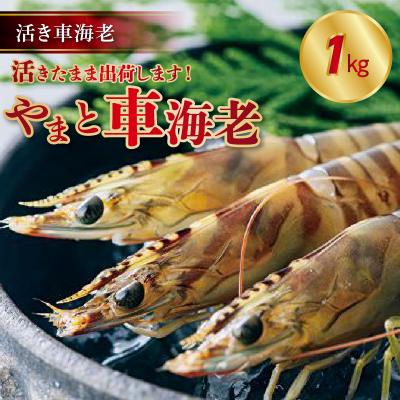 ふるさと納税 天草市 【指定日必須】活き車海老「やまと車海老」1kg〈先行受付〉_S010-008