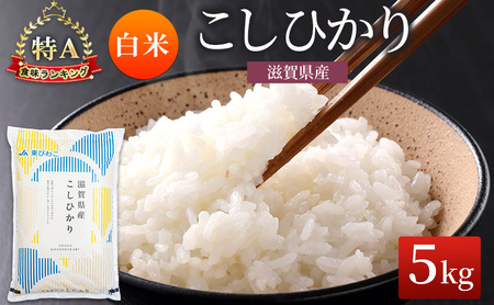 コシヒカリ お米 5kg 精米 単品 コシヒカリ