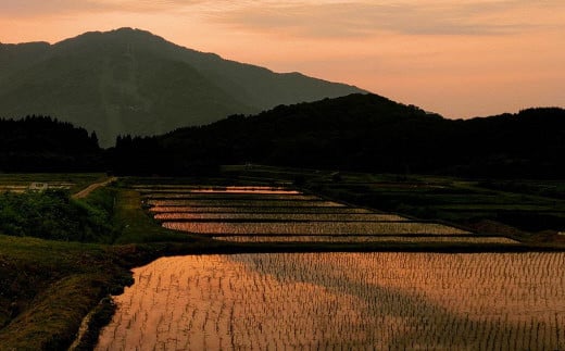 【令和7年産米】 棚田米コシヒカリ 白米1.2kg（300g×4袋）+ 棚田米コシヒカリのパックごはん(150g×4個)セット 計1.8kg 新潟県村上市岩船産 1067082