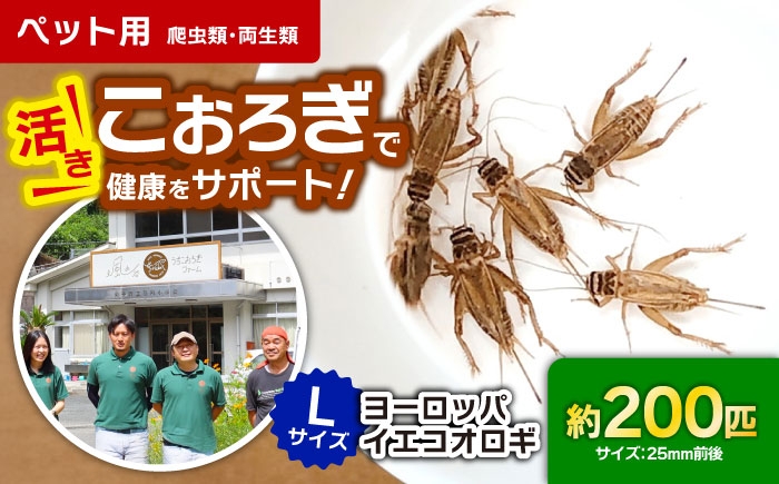 
                  コオロギ 毎週土曜日お届け限定 活きヨーロッパイエコオロギ Lサイズ200匹【北海道・東北・関東・沖縄・離島配送不可】／コオロギ 生餌 こおろぎ ペット用 爬虫類 エサ 餌 内子町コオロギ こおろぎ 生餌 爬虫類 ペット 活き 昆虫 ヨーロッパイエコオロギ Lサイズ 大型 愛媛 内子町 国産 ふるさと納税 お取り寄せ 【株式会社ヒューネット風の谷うちこおろぎファーム】 [BKBN006]
                