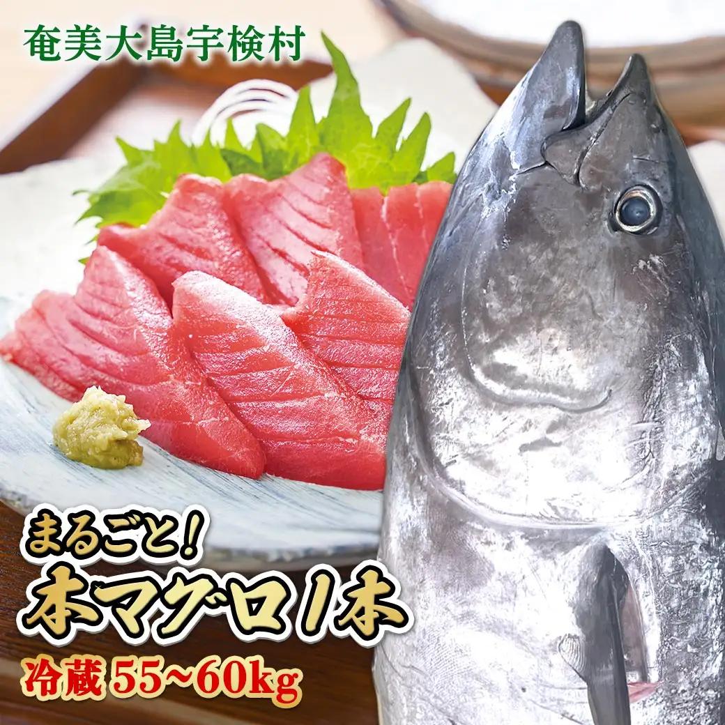 【 宇検村産 】 本マグロ 【1本 約 55 ~ 60 kg】一匹 冷蔵 マグロ まぐろ 鮪 本鮪 本マグロ 養殖 内臓抜き 尾なし 姿 トロ 中トロ 中とろ 大トロ 大とろ 赤身 中落とし 刺身 カマ ほぼ まるごと 海鮮 お祝い パーティー 贈答 豪華 100万 百万