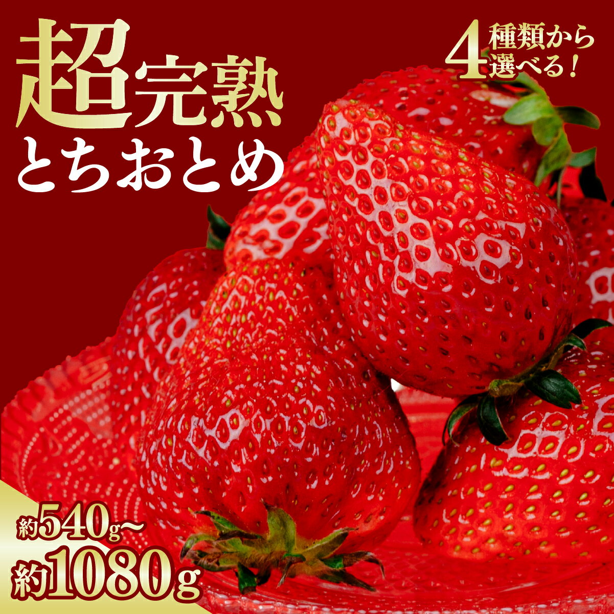 【ふるさと納税】いちご 選手権金賞農園の 完熟＆朝採り とちおとめ 540g 1,080g 選べる発送月＆内容量 | いちご イチゴ 苺 とちおとめ 第1回いちご選手権金賞 ブランドいちご 完熟 甘い あまい 果物 フルーツ くだもの 旬 産地直送 栃木県産 鈴木ファーム 栃木県 茂木町