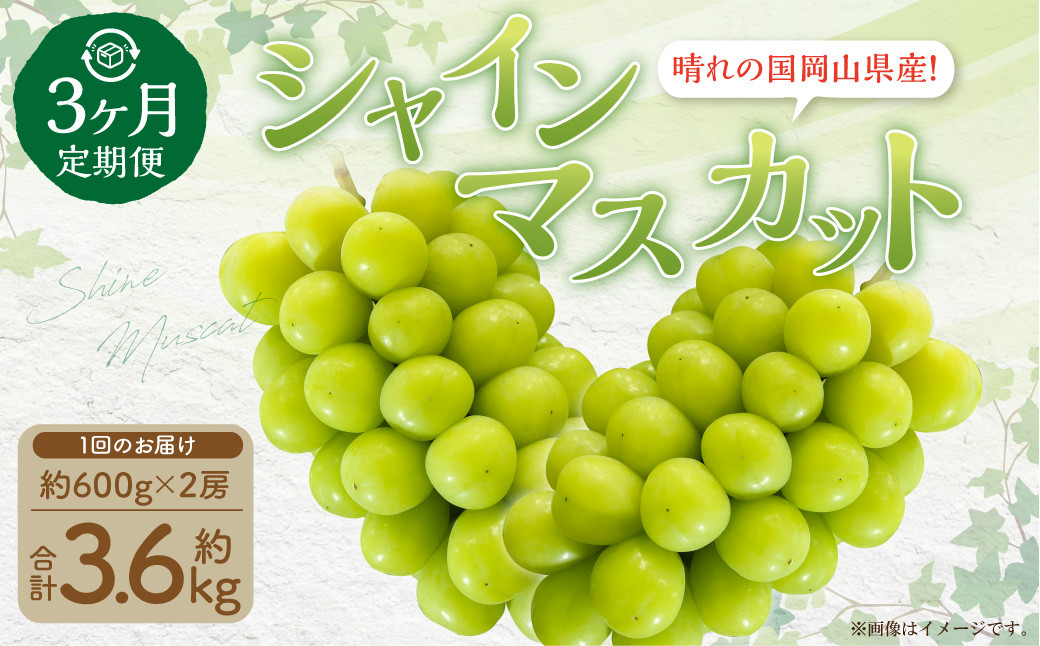 
            【3回定期便】岡山県産 シャインマスカット 晴王 計約3.6kg 2房（1房600g以上）×3回 【2025年8月下旬発送開始】 フルーツ 果物 くだもの 定期便 3回 ぶどう 葡萄 マスカット 岡山
          