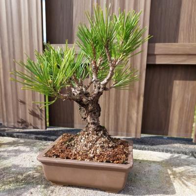 ふるさと納税 浅口市 盆栽 錦松 1鉢【古城愛朋園】