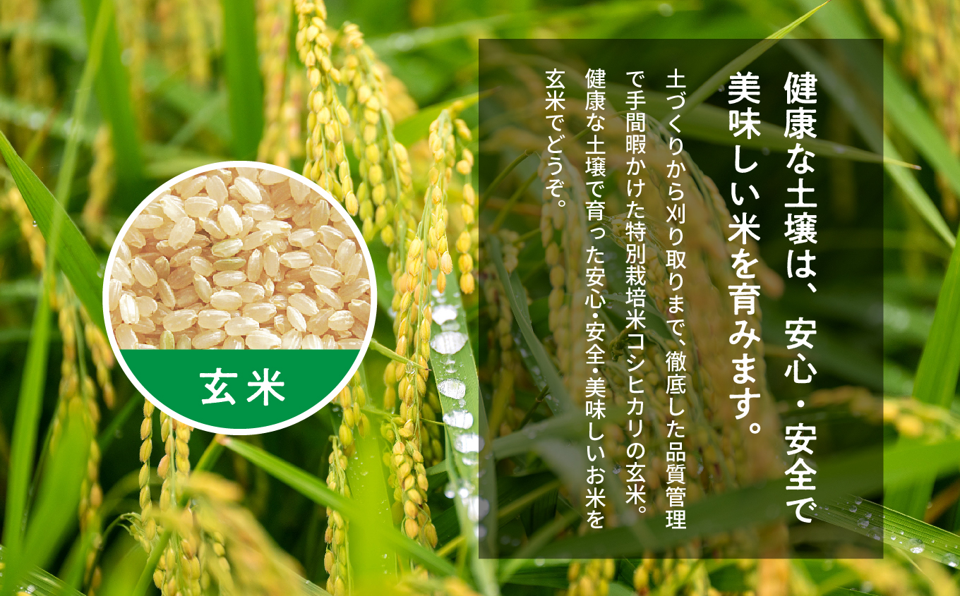 完熟菊姫米　特別栽培米コシヒカリ　玄米5kg×2袋【ADATARAふぁーむ】