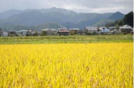 ＜２０２５年１０月～発送＞【山形県産】令和７年産　はえぬき　５ｋｇ　0120-2509