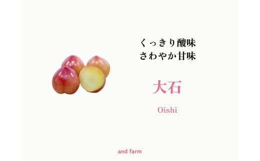 ＜2026年発送先行予約＞【すもも・大石】くっきり酸味！お菓子作りには絶対コレ！ 約20玉 ALPDS009
