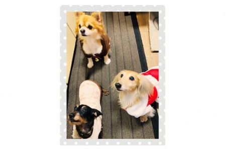 日本捜索救助犬協会の活動を応援！3万円 【被災地支援 感謝状 埼玉県 救助犬育成 犬猫保護 社会貢献活動】