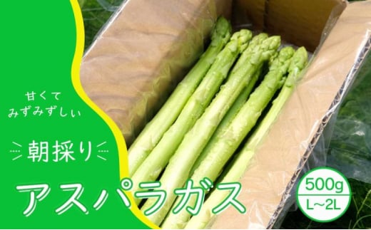 アスパラガス 小郡産 朝採りアスパラガス 500g (L、2Lサイズ混) 野菜 永利農園