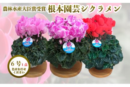 【先行予約】根本園芸シクラメン【6号】1鉢 鉢花 鉢植え 色おまかせ ガーデンシクラメン 花 ギフト 農林水産大臣賞受賞【10014】