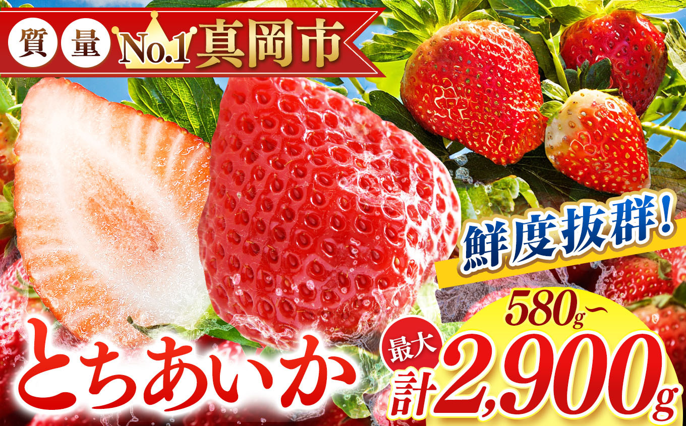 
            鮮度抜群 とちあいか 選べる内容量 580～2900g  |  選べる 容量 1箱 2箱 3箱 4箱 5箱 日本一 産地 大粒 冬 味覚 いちご 苺 イチゴ ストロベリー 大きい  ハート 美味しい 果汁 ジューシー 甘い あまい 甘味 たっぷり 大容量 | 人気 レビュー 栃木県 真岡市 送料無料
          