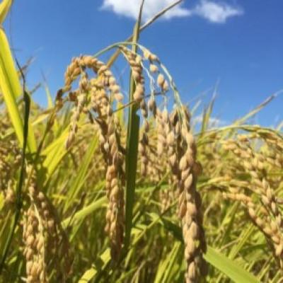 ふるさと納税 南陽市 【2ヵ月毎定期便】つや姫10kg【S2581】全3回 |  | 02