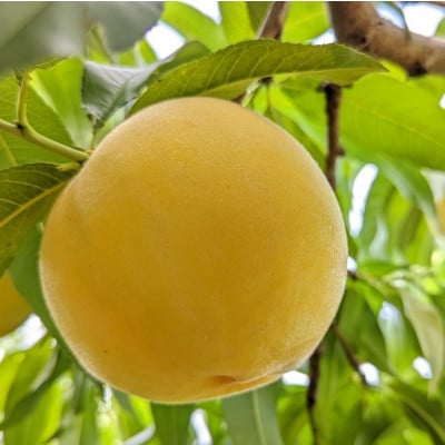 山梨市産　白桃と黄金桃の食べ比べセット　約2kg(5～8玉)【配送不可地域：離島】