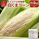 【ふるさと納税】【高評価★4.50以上】先行予約 あさひやま動物園しろくまコーン約4kg(ホワイトレディ10本)2023年8月下旬～発送開始予定 | 白いとうもろこし 白いスイートコーン 産地直送 とうもろこし ホワイトレディ コーン ピュアホワイト 旭川市 送料無料