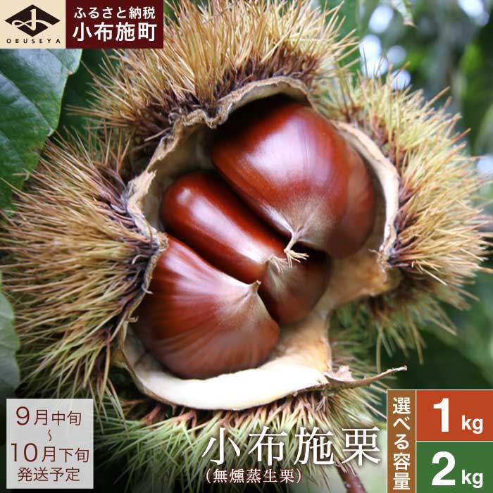 【ふるさと納税】小布施栗（無燻蒸生栗） 選べる内容量 約1kg 約2kg ［小布施屋］ 果物 フルーツ 生栗 くり 日本三大栗 先行予約 数量限定 秋の味覚 長野県産 信州産 ブランド栗 クール便 冷蔵便 特産品 ご当地 名物 令和7年産 【2025年9月中旬～10月下旬発送】