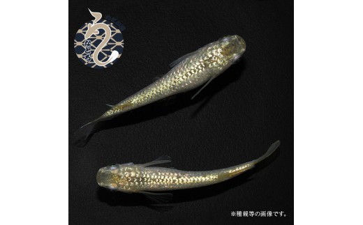
                  メダカ「すずらん」１～３ペア
                