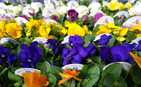 No.102 季節の花苗 パンジー～よく咲くスミレ～ 24個セット