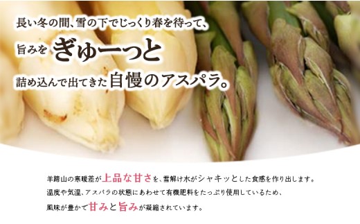 【先行予約】北海道留寿都村産　ホワイトアスパラ Mサイズ以上1kg