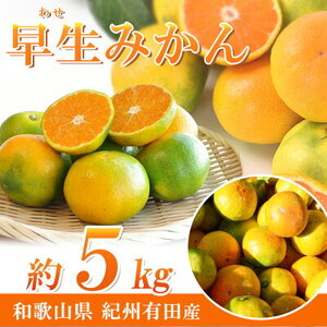 紀州和歌山有田産 ゆら早生みかん 5kg【ミカン 蜜柑 柑橘 温州みかん わせみかん】_G7097