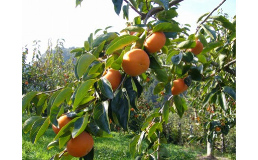 
            一心農園の富有柿 家庭用 約4kg
          