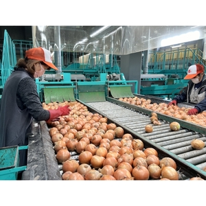 【予約：2025年9月上旬から順次発送】JAきたみらい産 玉ねぎ Lサイズ 20kg ( タマネギ たまねぎ 野菜 )【210-0002】