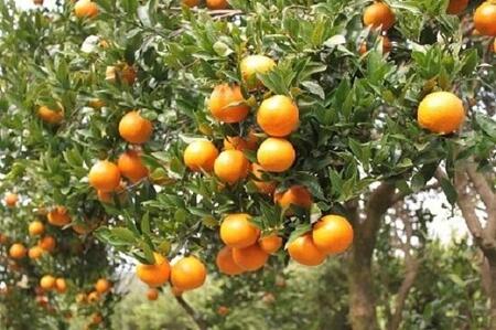 2026年 屋久島産たんかん自家用(訳あり品) 約4.5kg(S～2Lサイズ・少々キズあり)＜先行予約／数量限定＞