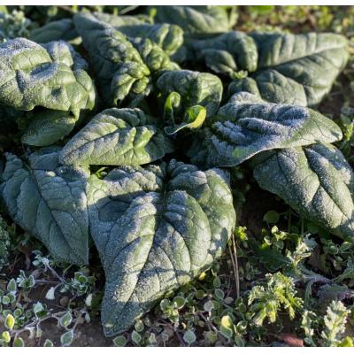 ふるさと納税 普代村 【先行受付】 寒じめほうれんそう 約210g×10袋 【11月下旬頃〜2月下旬発送予定】 野菜 |  | 02