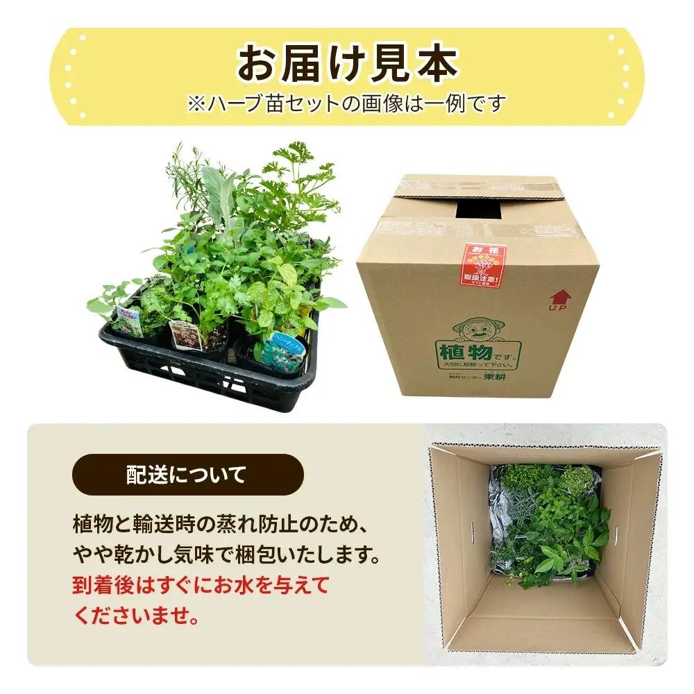 季節のハーブ苗お任せ12ポットmixセット【ハーブ ハーブ苗 花苗 花苗セット 花 季節の花 花セット ガーデニング 家庭菜園 園芸 初夏 夏 花壇 庭 鉢 玄関 プランター 寄せ植え おうち時間 趣