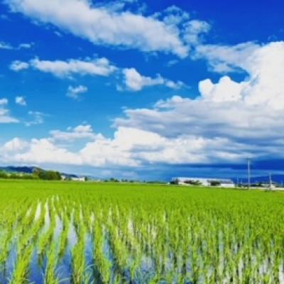 ふるさと納税 筑前町 【新米 農家直送】令和7年産 久保山百年米 玄米10kg【5kg×2袋】夢つくし/元気つくし |  | 01