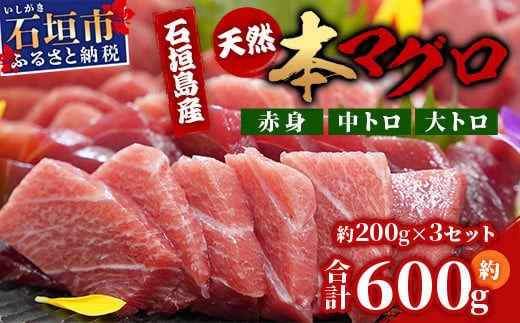 【先行予約】YE-01 石垣島産 天然本マグロ600g（まぐろ赤身・中トロ・大トロのミックスセット ）ヤエスイ マグロ船直送【2025年6月下旬より順次発送】【 産地直送 大トロ 大とろ 中トロ 中とろ 国産 まぐろ 鮪 天然 赤身 魚 お刺身 本まぐろ マグロ 沖縄県 沖縄 琉球 八重山 八重山諸島 石垣島 石垣 石垣島産 】