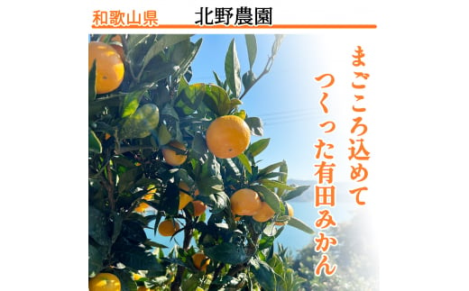 家庭用 訳あり 有田みかん 和歌山 2L,3Lサイズ  箱込み5kg【10月上旬～1月下旬頃に順次発送】/ みかん フルーツ 果物 くだもの 有田みかん 蜜柑 柑橘【ktn011】