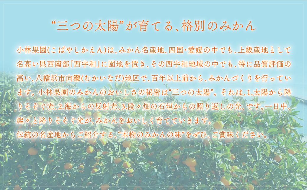 “本物産地の味” みかん大福「しずく珠(だま)」口いっぱいに広がる果汁!【C24-11】 YWTAD006