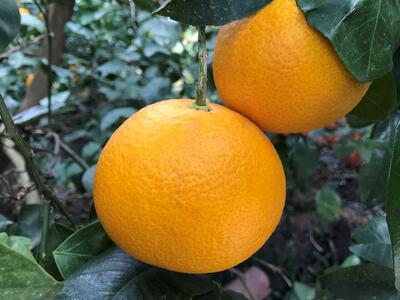 ちょっと 傷あり 手さげ箱 有田 はっさく 2L ~ M 4~6玉入 南泰園