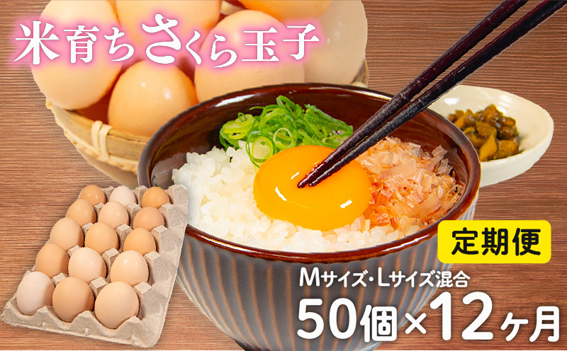 定期便 卵 50個 ( たまご 45個 + 割れ補償 5個 ) 12回 12ヶ月 定期便 玉子 卵 たまご さくらたまご 卵 米育ち さくら 玉子 卵 タマゴ たまご