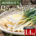 【ふるさと納税】＜先行予約受付中！2025年2月中旬以降順次発送予定＞鹿児島県指宿産島らっきょう1.4kg(下処理済み)らっきょう 島らっきょう おつまみ 天ぷら 酢味噌和え チャンプル【憩いの湖畔】