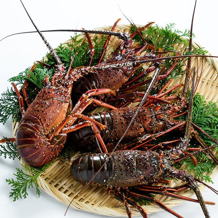 
            ＜期間限定＞大分県産 伊勢海老 (計1kg・約2～5尾) エビ えび 海老 刺身 魚介 海鮮 【opba010】【海べ】
          