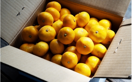 【訳あり】 森本農園の手選別 みかん 約8kg 和歌山県産 2S~2Lサイズ混合 【2025年11月上旬～2026年2月中旬ごろに順次発送】【mrmt043】 