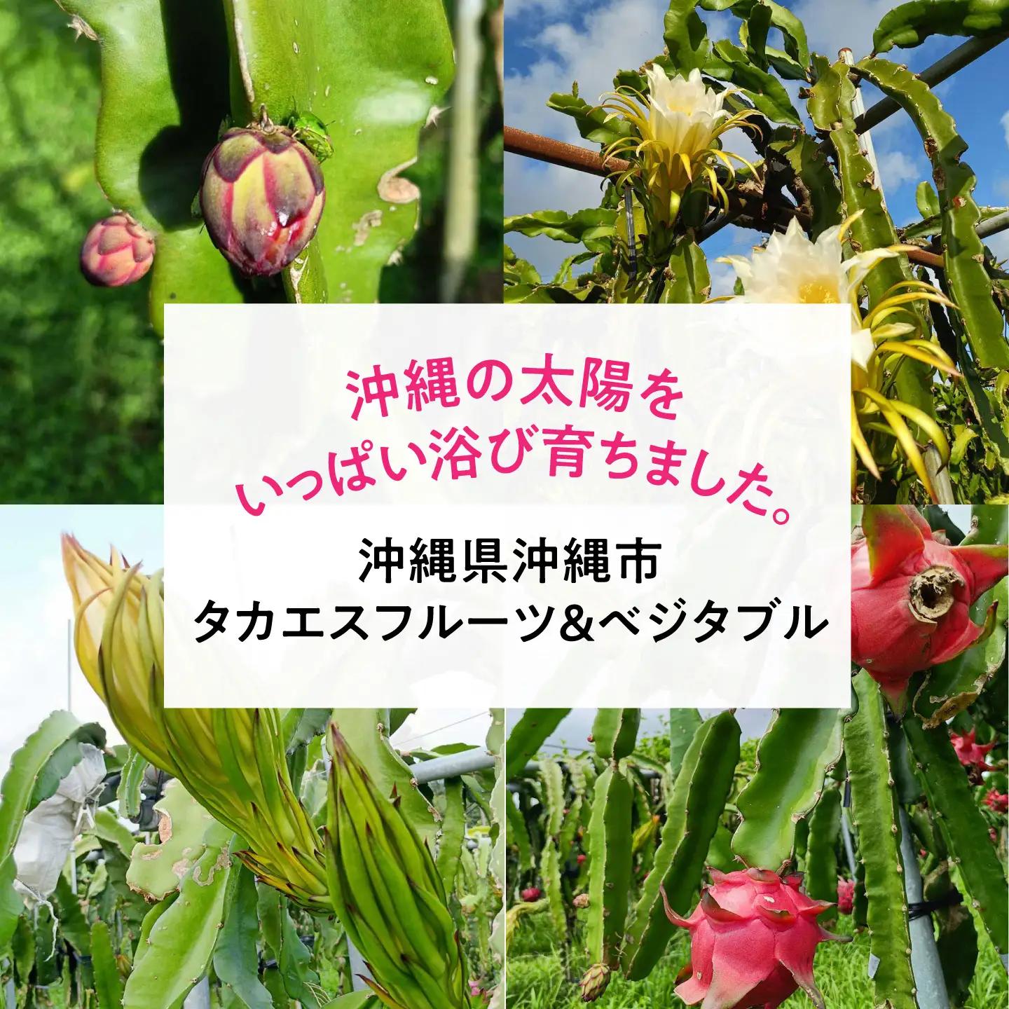 ドラゴンフルーツ 2kg 完熟直送！ 沖縄県産ドラゴンフルーツ