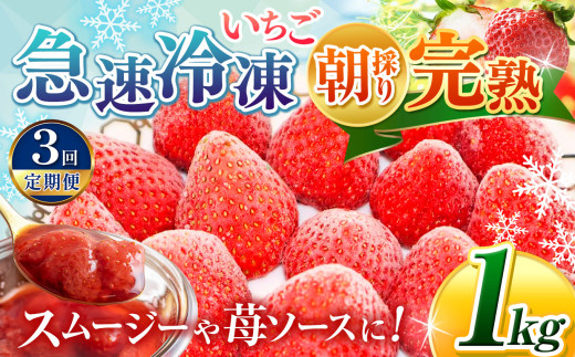 【 定期便 3回 】★ 2025年 4月頃～順次発送 ★ ＼ 選べる 容量 ！／ 完熟・急速冷凍いちご 1kg | 苺 いちご イチゴ 果物 フルーツ ふるーつ 冷凍 いちご れいとう イチゴ 果実 果汁 冷凍 冷凍食品 冷凍いちご 朝採り 完熟 新鮮 スムージー オススメ 千葉県 君津市 きみつ